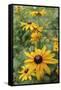 Black Eyed Susan Daisies-Anna Miller-Framed Stretched Canvas