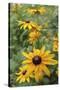 Black Eyed Susan Daisies-Anna Miller-Stretched Canvas