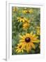 Black Eyed Susan Daisies-Anna Miller-Framed Photographic Print