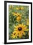 Black Eyed Susan Daisies-Anna Miller-Framed Photographic Print