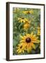 Black Eyed Susan Daisies-Anna Miller-Framed Photographic Print