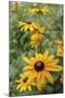 Black Eyed Susan Daisies-Anna Miller-Mounted Photographic Print