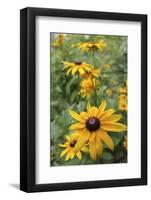 Black Eyed Susan Daisies-Anna Miller-Framed Photographic Print