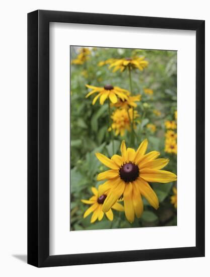 Black Eyed Susan Daisies-Anna Miller-Framed Photographic Print