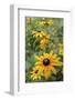 Black Eyed Susan Daisies-Anna Miller-Framed Photographic Print