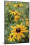 Black Eyed Susan Daisies-Anna Miller-Mounted Photographic Print