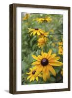 Black Eyed Susan Daisies-Anna Miller-Framed Photographic Print