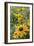 Black Eyed Susan Daisies-Anna Miller-Framed Photographic Print