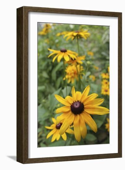 Black Eyed Susan Daisies-Anna Miller-Framed Photographic Print