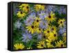 Black eyed susan flowers with Michaelmas daisies-Ernie Janes-Framed Stretched Canvas