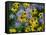 Black eyed susan flowers with Michaelmas daisies-Ernie Janes-Framed Stretched Canvas