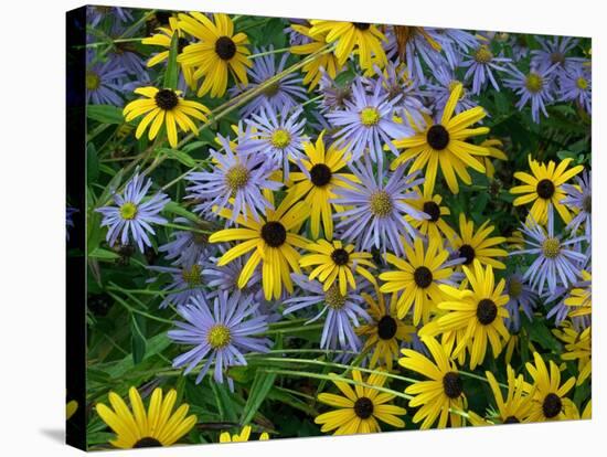 Black eyed susan flowers with Michaelmas daisies-Ernie Janes-Stretched Canvas