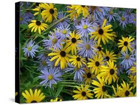 Black eyed susan flowers with Michaelmas daisies-Ernie Janes-Stretched Canvas
