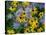 Black eyed susan flowers with Michaelmas daisies-Ernie Janes-Stretched Canvas