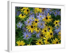 Black eyed susan flowers with Michaelmas daisies-Ernie Janes-Framed Photographic Print