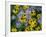 Black eyed susan flowers with Michaelmas daisies-Ernie Janes-Framed Photographic Print