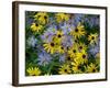 Black eyed susan flowers with Michaelmas daisies-Ernie Janes-Framed Photographic Print