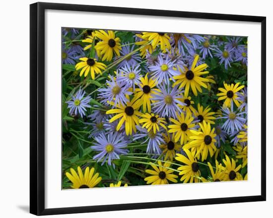 Black eyed susan flowers with Michaelmas daisies-Ernie Janes-Framed Photographic Print