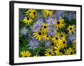 Black eyed susan flowers with Michaelmas daisies-Ernie Janes-Framed Photographic Print