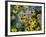 Black eyed susan flowers with Michaelmas daisies-Ernie Janes-Framed Photographic Print