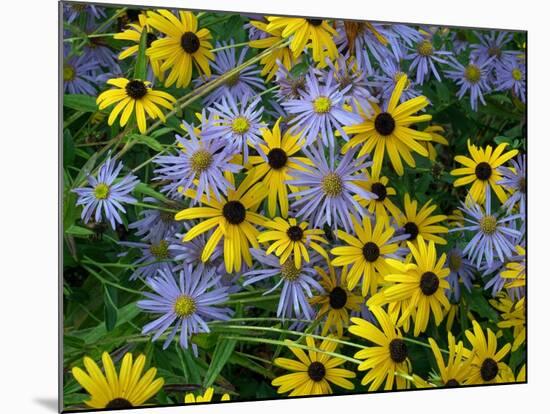 Black eyed susan flowers with Michaelmas daisies-Ernie Janes-Mounted Photographic Print