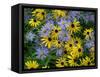 Black eyed susan flowers with Michaelmas daisies-Ernie Janes-Framed Stretched Canvas