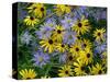 Black eyed susan flowers with Michaelmas daisies-Ernie Janes-Stretched Canvas