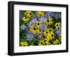 Black eyed susan flowers with Michaelmas daisies-Ernie Janes-Framed Photographic Print