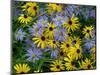 Black eyed susan flowers with Michaelmas daisies-Ernie Janes-Mounted Photographic Print