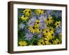 Black eyed susan flowers with Michaelmas daisies-Ernie Janes-Framed Photographic Print