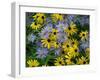 Black eyed susan flowers with Michaelmas daisies-Ernie Janes-Framed Photographic Print