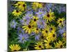 Black eyed susan flowers with Michaelmas daisies-Ernie Janes-Mounted Photographic Print