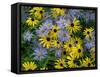 Black eyed susan flowers with Michaelmas daisies-Ernie Janes-Framed Stretched Canvas