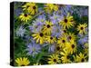 Black eyed susan flowers with Michaelmas daisies-Ernie Janes-Stretched Canvas