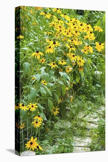 Black-eyed Susan flowers-Anna Miller-Stretched Canvas