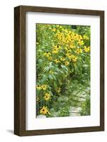 Black-eyed Susan flowers-Anna Miller-Framed Photographic Print