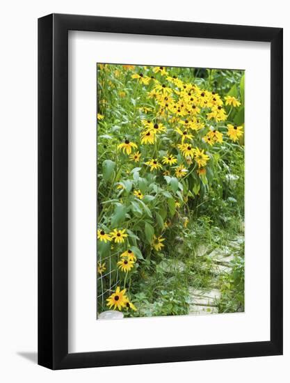 Black-eyed Susan flowers-Anna Miller-Framed Photographic Print