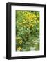 Black-eyed Susan flowers-Anna Miller-Framed Photographic Print