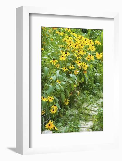 Black-eyed Susan flowers-Anna Miller-Framed Photographic Print