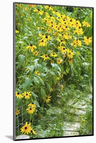 Black-eyed Susan flowers-Anna Miller-Mounted Photographic Print