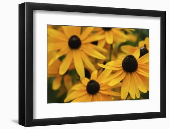 Black-eyed Susan flowers-Anna Miller-Framed Photographic Print