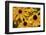 Black-eyed Susan flowers-Anna Miller-Framed Photographic Print