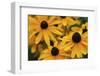 Black-eyed Susan flowers-Anna Miller-Framed Photographic Print