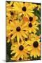 Black-eyed Susan flowers-Anna Miller-Mounted Photographic Print