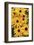 Black-eyed Susan flowers-Anna Miller-Framed Photographic Print