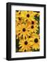 Black-eyed Susan flowers-Anna Miller-Framed Photographic Print