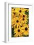 Black-eyed Susan flowers-Anna Miller-Framed Photographic Print