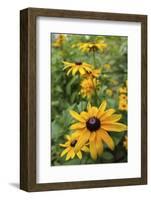 Black-eyed Susan flowers-Anna Miller-Framed Photographic Print