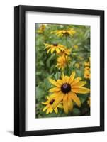 Black-eyed Susan flowers-Anna Miller-Framed Photographic Print