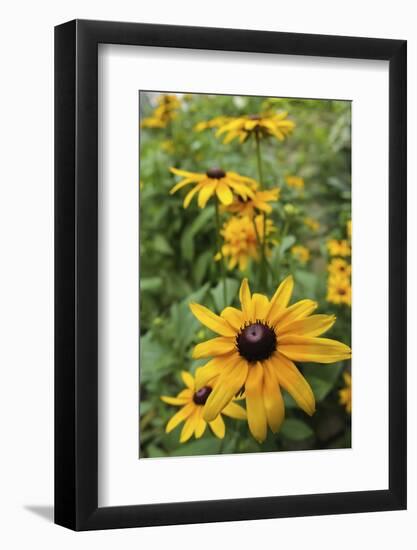 Black-eyed Susan flowers-Anna Miller-Framed Photographic Print